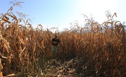 img-7988_250x154_crop_478b24840a