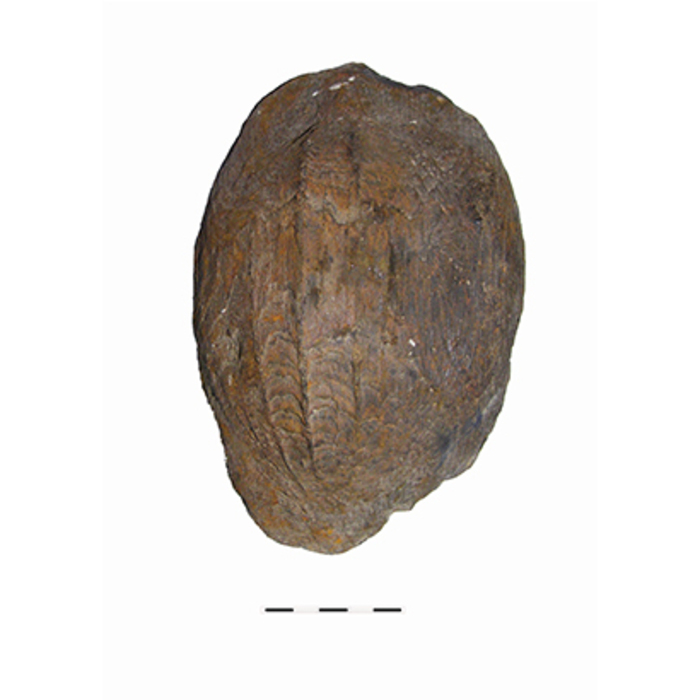 kritsa-chertigrad-1_700x700_crop_478b24840a